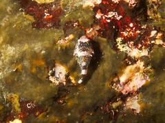 Chorisochismus dentex