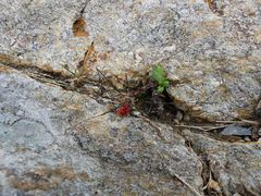 Mitopus glacialis