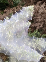 Tetranychus lintearius