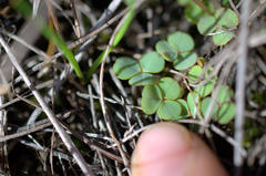 Oxalis commutata commutata
