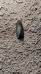 Gloveria arizonensis