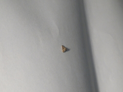 Cryptocosma perlalis