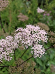 Angelica sylvestris