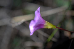 Oxalis commutata commutata