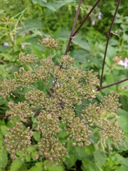 Angelica sylvestris