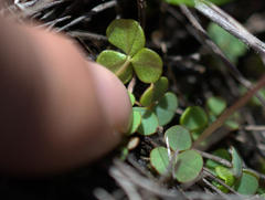 Oxalis commutata commutata