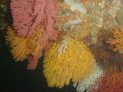 Melithaea rubra