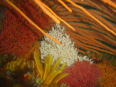 Melithaea rubra
