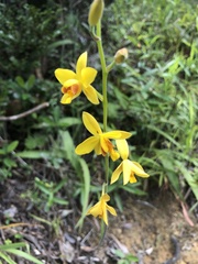 Spathoglottis pubescens