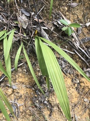 Spathoglottis pubescens