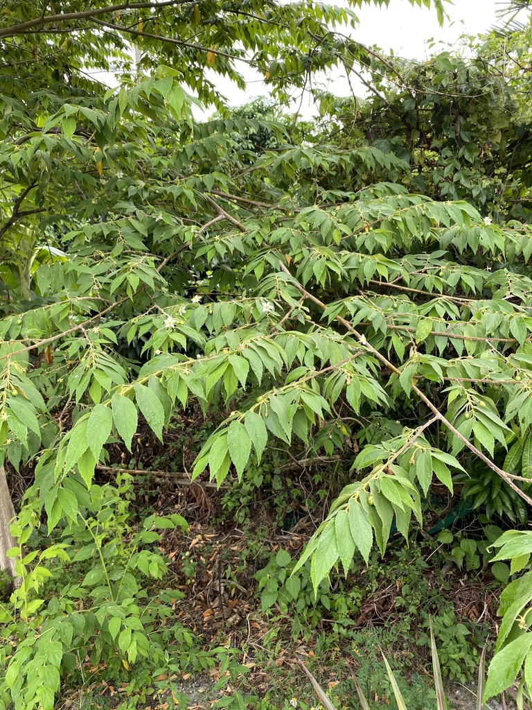 calabur tree from 三民路, 豐濱鄉, TW on August 30, 2021 at 03:48 PM by ...