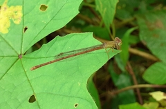 Ceriagrion olivaceum