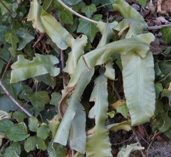 Asplenium scolopendrium
