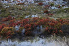 Erica curviflora curviflora