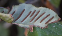 Asplenium scolopendrium