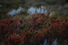 Erica curviflora curviflora