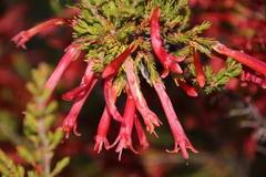 Erica curviflora curviflora