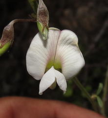 Tephrosia capensis capensis