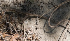 Podarcis muralis