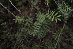 Tephrosia capensis capensis