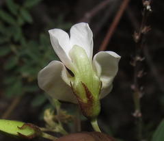 Tephrosia capensis capensis