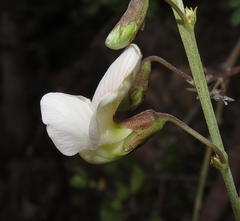 Tephrosia capensis capensis