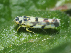 Eupteryx atropunctata