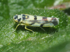 Eupteryx atropunctata