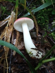Russula
