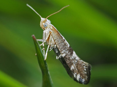Argyresthia spinosella