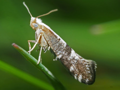 Argyresthia spinosella