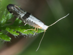 Argyresthia spinosella