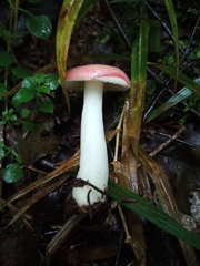 Russula