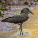 Hamerkop - Photo (c) Nick Hobgood, some rights reserved (CC BY-NC-ND), uploaded by Nick Hobgood