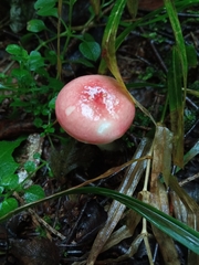 Russula