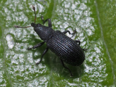 Magdalis ruficornis
