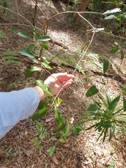 Acronychia oblongifolia
