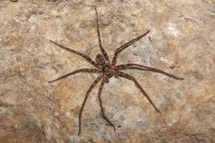 Heteropoda longipes