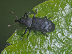 Magdalis ruficornis