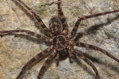 Heteropoda longipes