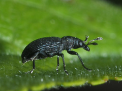 Magdalis ruficornis