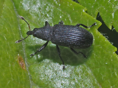 Magdalis ruficornis