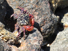 Metopograpsus