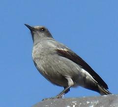 Mountain Wheatear photo 4
