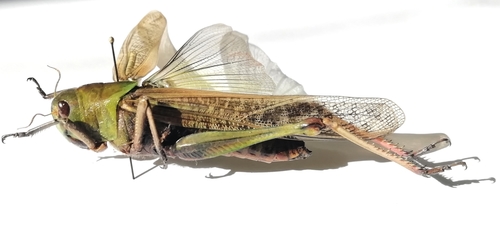 Migratory locust