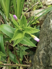 Epilobium pyrricholophum