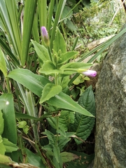 Epilobium pyrricholophum