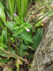 Epilobium pyrricholophum
