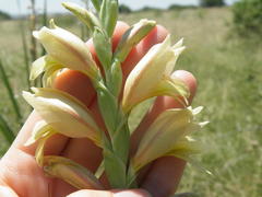Gladiolus sericeovillosus