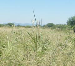 Gladiolus sericeovillosus